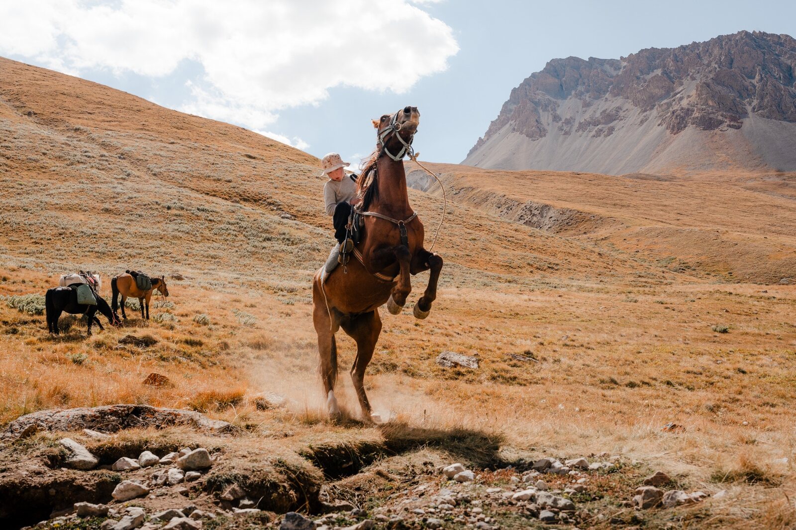 A rider and a rearing horse in the Terekty valley, with packhorses in the background.
